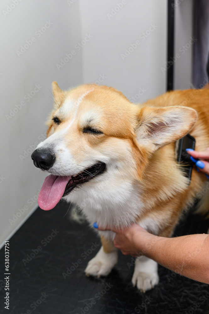 A female groomer combs out the hair of a young corgi dog.