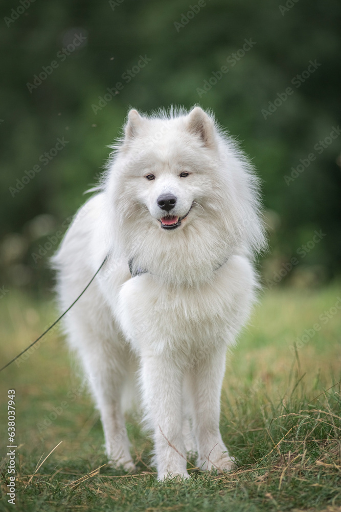 Portrait of a beautiful purebred samoyed outdoors.