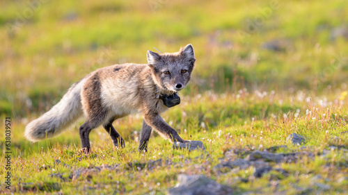Arctic fox (Vulpes lagopus) with radio collar for research