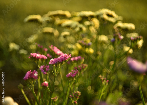 Yellow Limonium vulgare flowers in the summer garden. Flowers close-up.