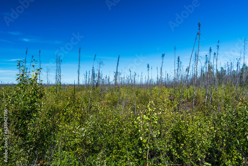 Green Boreal Forest in Northwest Territories, NT Canada Background landscape open space 