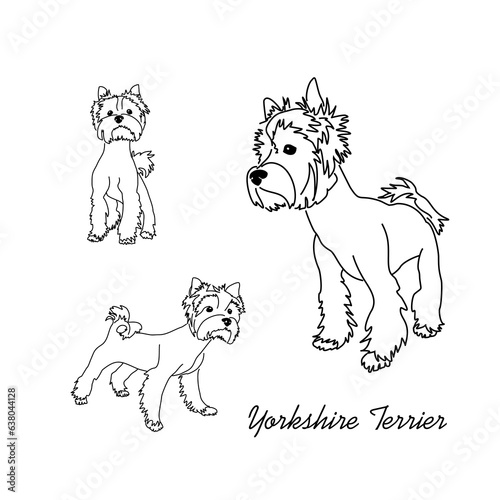 Set of four walking poses of the Yorkshire Terrier. Linear sketches of a small dog