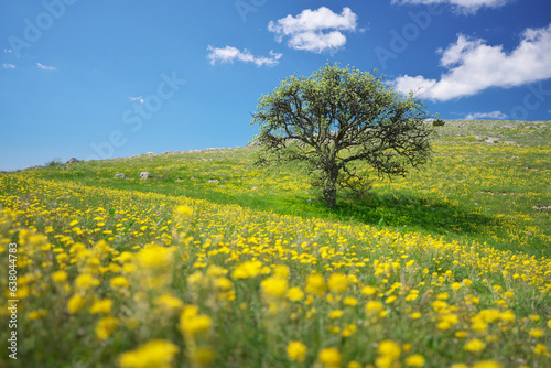 Tree and yellow flowers in mountain meadow
