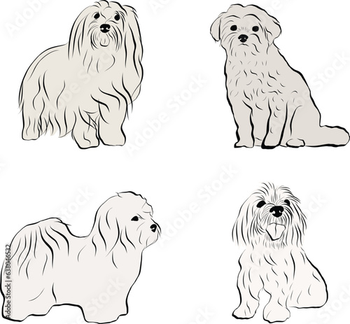 Coton de Tulear Dog Breed collection. Sitting, standing pose, black and white dog sketch. Logo design, dog silhouette, outlines, dog stroke. Pet character postcard art. Funny pet mascot line art.