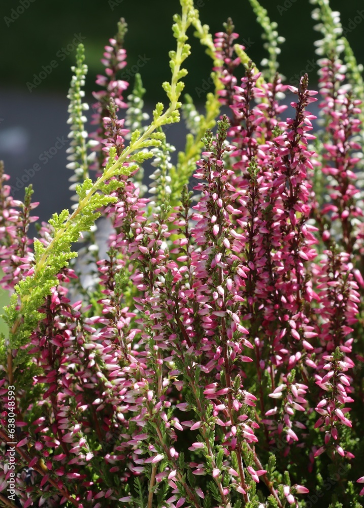 Obraz premium heather plants with white or lila flowers close up