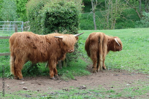 cows in a field