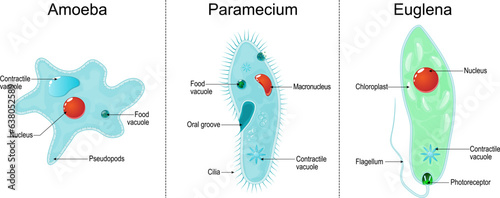 paramecium ciliate, amoeba and Euglena photo