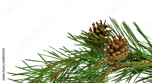 pine branch with cones, isolated on transparent without shadow. PNG. Close-up. Christmas. New Year.