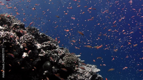 A school of Indian flame basslet (Pseudanthias) ignitus in the blue water, Maldives, Indian Ocean, Asia