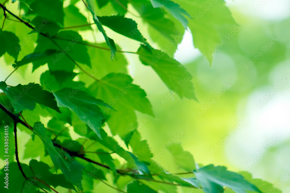 Obraz premium Refreshing, Lush, Green, Bright, Sunlit, Maple Leaf Border – Border, Background, Backdrop, Arbor Club, Arborist, Gardening Club, Botany Club, Flier, Poster, Ad, Publication, Invitation, Wallpaper, Soc