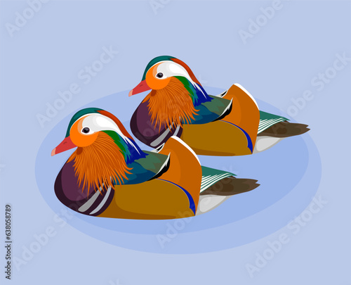 mandarin ducks, isolated on white background.