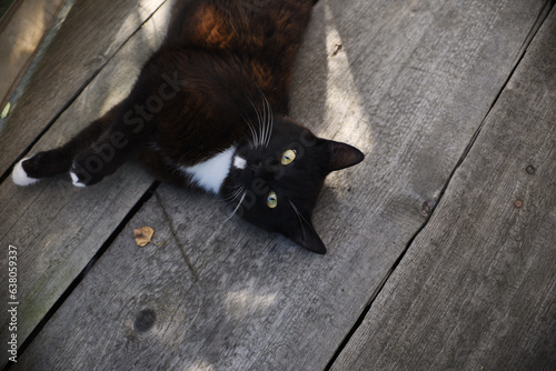 Black cat on wooden floor of verand, outdoors , top view photo
