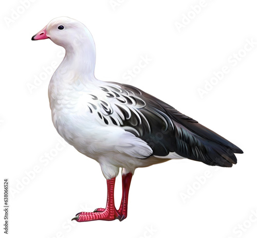 Andean goose, Chloephaga melanoptera photo