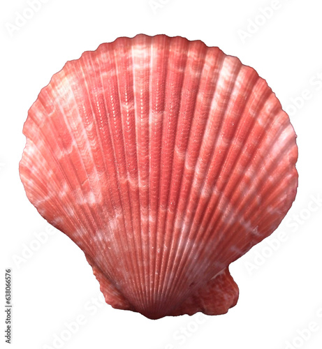 Top view of red scallop seashell isolated on transparent background, ocean, sea, beach, summer vacation design element, flat lay cut out. Front side