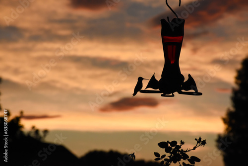 Single Hummingbird taking a last drink at sunset