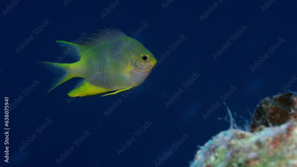 Cute little colourful Yellow Chromis (Chromis analis) tropical fish near tropical coral reef, WAKATOBI, Indonesia, Asia Cute little colourful Yellow Chromis (Chromis analis) tropical fish near tropical coral reef, WAKATOBI, Indonesia, Asia