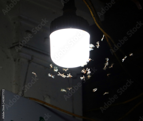 Moths fly around a lighting lamp in street of night city Hanoi, Vietnam. photo