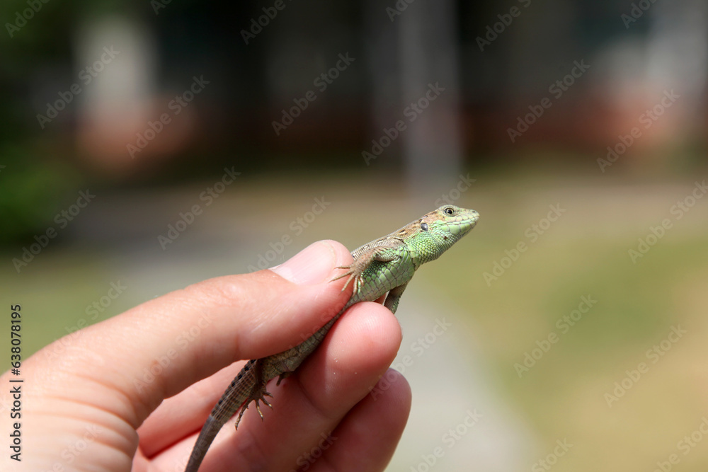 Gray-green agile lizard in hand