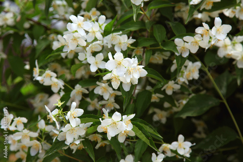 White flowers on a jasmine bush © nas