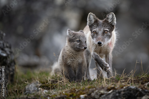 Arctic fox mother standing by her cub in the summer in Svalbard 