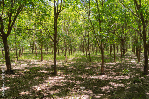 Trees in rubber plantation  Thailand. Way through garden farm in summer season. Nature landscape background
