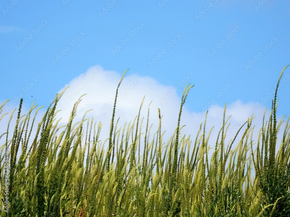 Long green grass against the bright blue sky with a white cloud