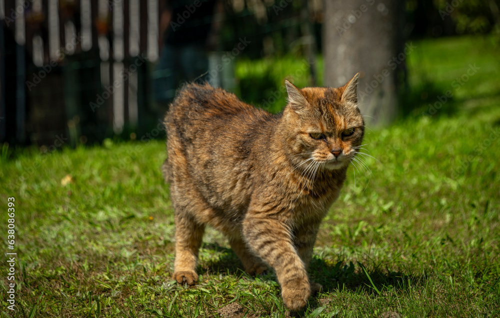 Tabby orange female cat with green eyes and long ears on green meadow Tabby orange female cat with green eyes and long ears on green meadow