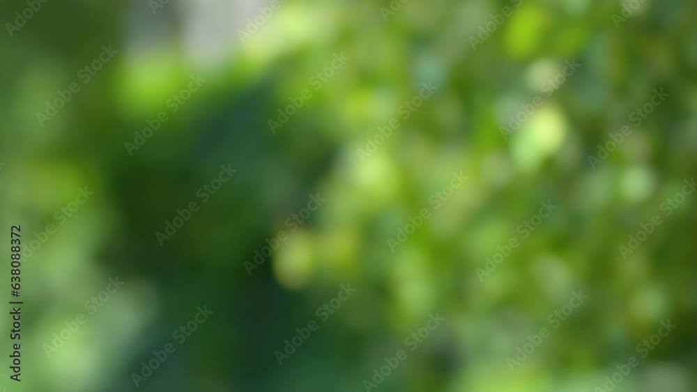 Abstract blur green forest and leaves nature background. Blurred and defocused effect. Bokeh backdrop with copy space for text or logo. Natural eco cosmetics product and bio herb farmacy concept Abstract blur green forest and leaves nature background. Blurred and defocused effect. Bokeh backdrop with copy space for text or logo. Natural eco cosmetics product and bio herb farmacy concept