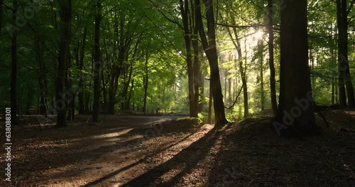 footpath in the woods