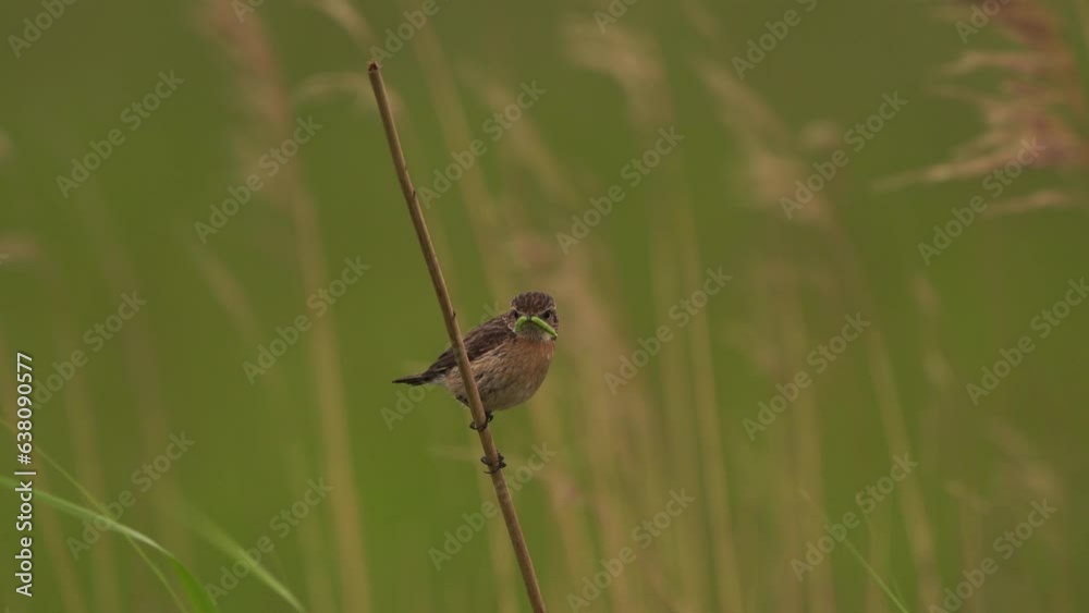 A female European stonechat (Saxicola rubicola) sitting on a reed stem with a caterpillar in its beak A female European stonechat (Saxicola rubicola) sitting on a reed stem with a caterpillar in its beak