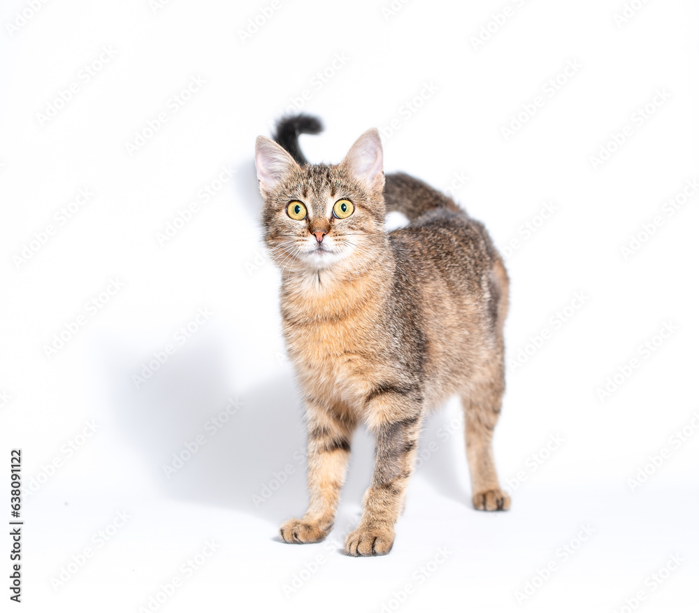 frightened mongrel tabby striped cat standing on a white background