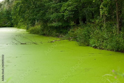 Photos A lake overgrown with greenery in the forest