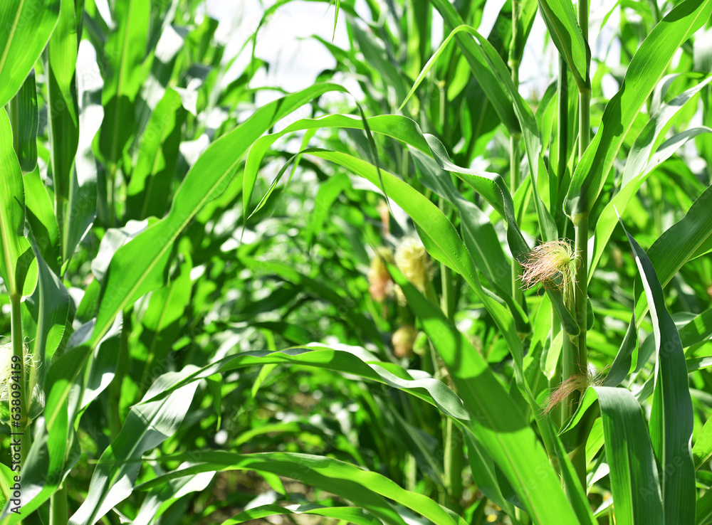 ears of corn and green leaves on a field background close-up. Corn farm. A selective focus picture of corn cob in organic corn field. concept of good harvest, agricultural