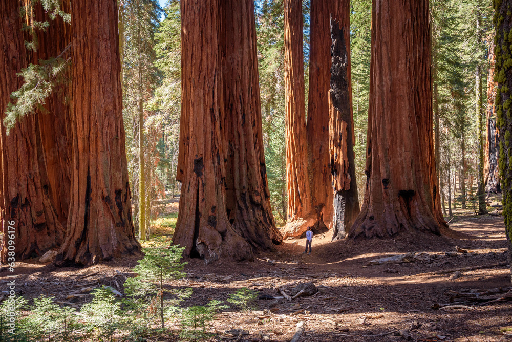 Fototapeta premium Woman hiker standing at the foot giant sequoias in a sequoia forest on a sunny autumn morning