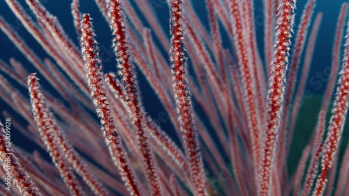 Long red whip coral (Ellisella ceratophyta) bush and other corals underwater with blue water in the background, WAKATOBI, Indonesia, close up, Asia photo