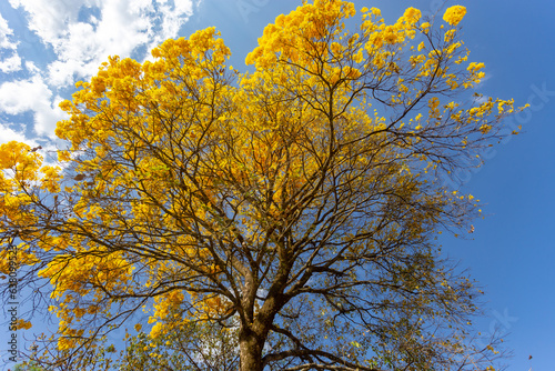Natural Blooming Golden Trumpet Tree (in Portuguese: Ipe Amarelo; scientific name: Tabebuia chrysotricha or Handroantus chrysotrichus). This flower is the iconic national flower of Brazil.