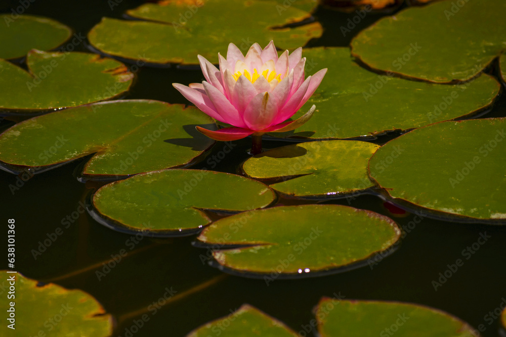 Nelumbo. lotus flower on the water. sacred delicate flower in the lake. large beautiful pink flower with green leaves in water. natural flower background. large round leaves. close-up Nelumbo. lotus flower on the water. sacred delicate flower in the lake. large beautiful pink flower with green leaves in water. natural flower background. large round leaves. close-up