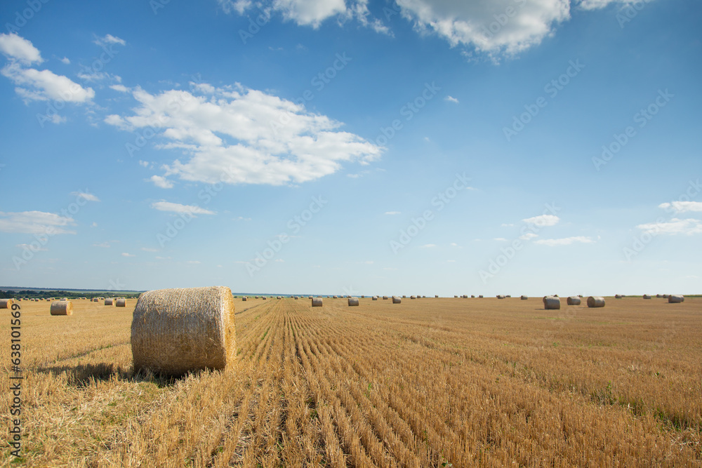 Fototapeta premium Wheat bales in a clean field after harvest. Rural landscape. Ukraine.
