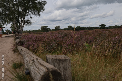  Westrup Heath , near Haltern am See in Germany. Westruper Heide. View over a heathland field in full bloom in Germany.  photo