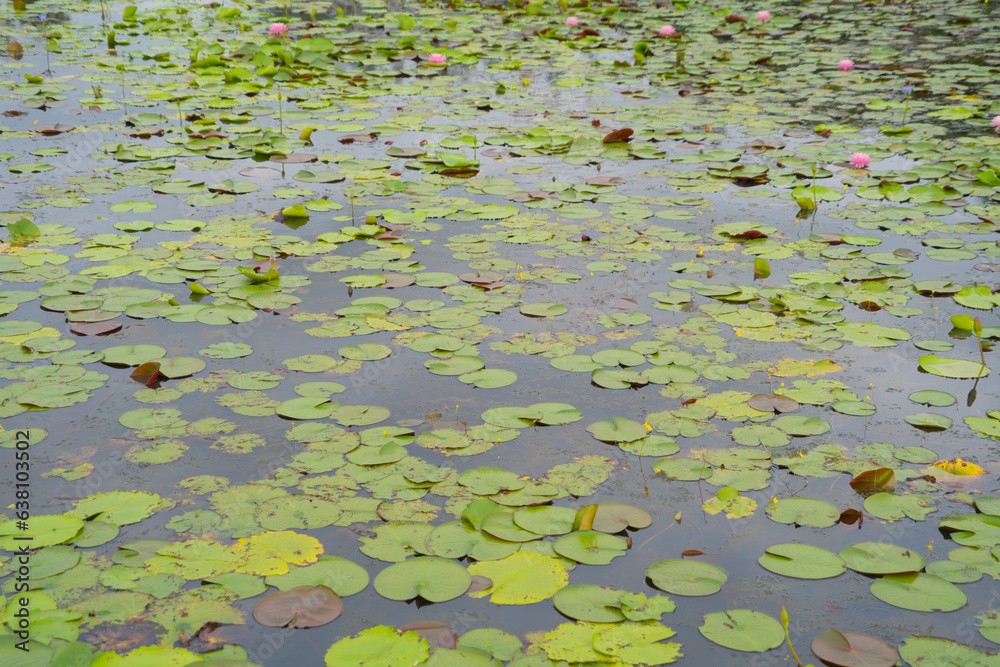 Lotus flowers in pond, sea or lake in national park in Thale Noi, Songkhla, Thailand. Nature landscape background. Lotus flowers in pond, sea or lake in national park in Thale Noi, Songkhla, Thailand. Nature landscape background.