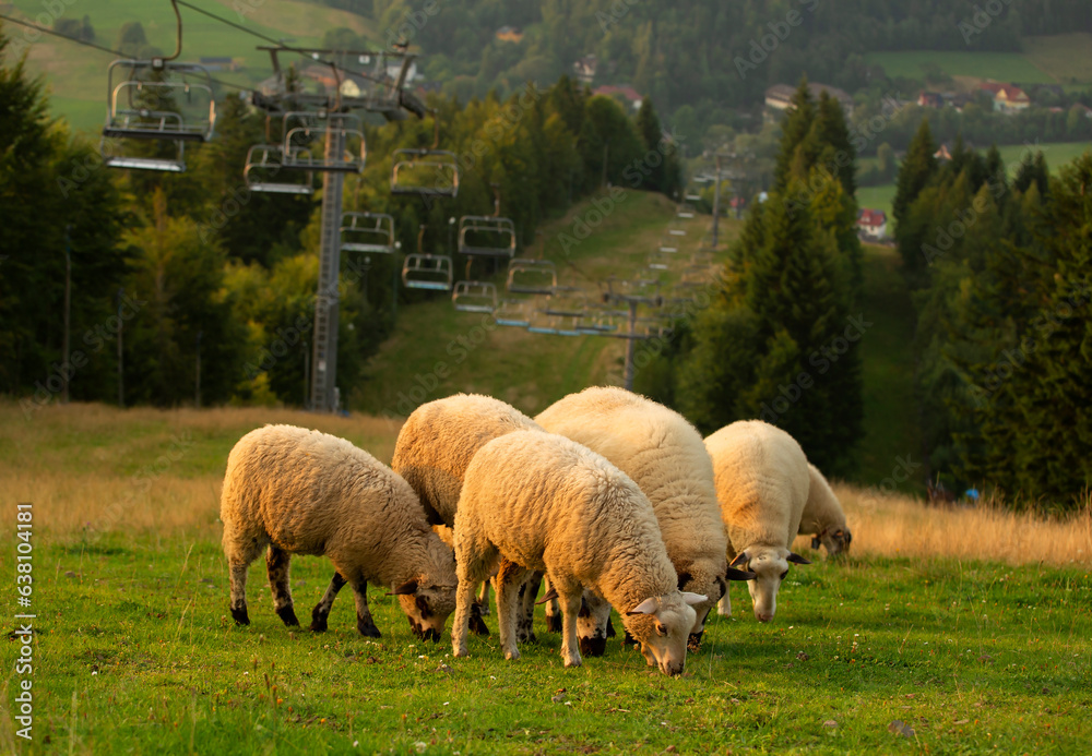 Wypas owiec w Beskidach. Cieńków. Polska. Wypas owiec w Beskidach. Cieńków. Polska.