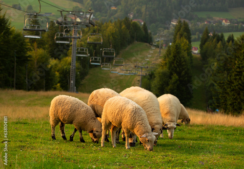 Fototapeta Naklejka Na Ścianę i Meble -  Wypas owiec w Beskidach. Cieńków. Polska.