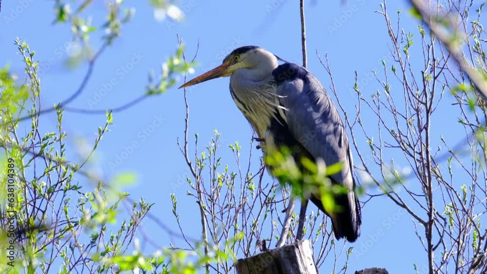 gray heront, Ardea cinerea, massive longlegged wading bird with long