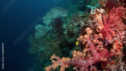 Camera rides through colorful coral reef with gorgonians, Wakatobi, Indonesia, Asia photo