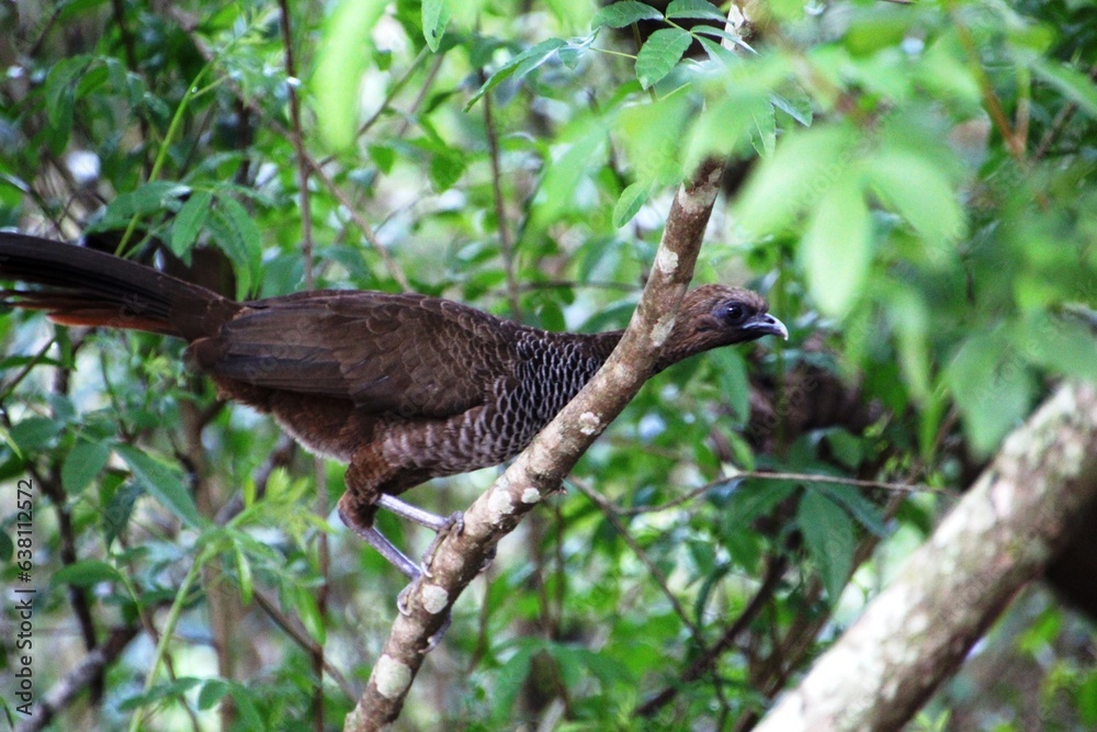 ave - aracuã escamoso - Ortalis squamata ave - aracuã escamoso - Ortalis squamata