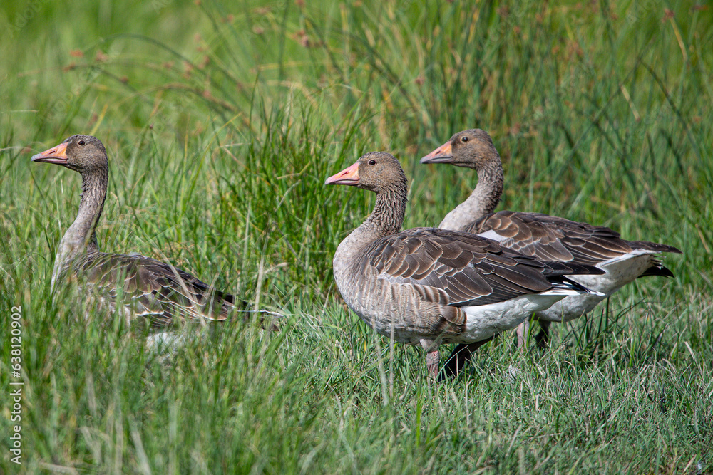 The common goose anser anser is a species of anseriform bird in the Anatidae family native to Eurasia and North Africa common in aiguamolls emporda girona spain The common goose anser anser is a species of anseriform bird in the Anatidae family native to Eurasia and North Africa common in aiguamolls emporda girona spain