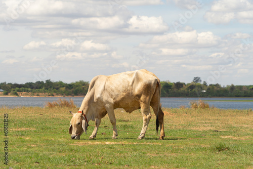 Cows eating green rice and grass field in Kanchanaburi district, Thailand in travel vacation concept. Animals in agriculture farm.