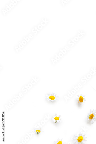 Closeup of fresh organic camomile flowers from the garden on isolated white background from above