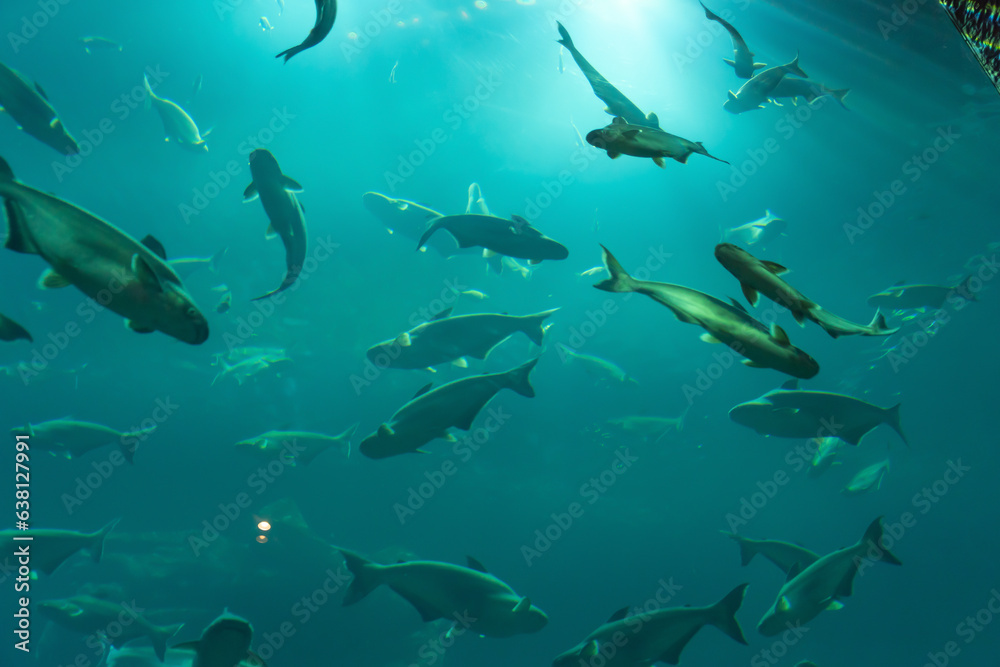 Fish in aquarium tunnel. Marine animal life. Fish in aquarium tunnel. Marine animal life.