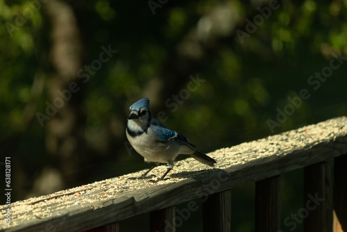This beautiful blue jay was perched on the wooden railing of the deck when I took this picture. The little bird came in for some birdseed. I love the blue, white and grey of his feathers.